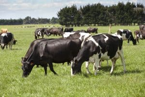 NZ-Israeli agri-partnership to bring cow collar technology to NZ