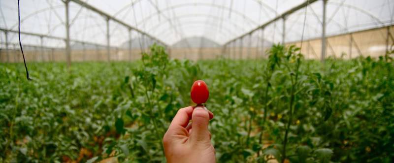 Lessons from Israeli AgriTech – a report from a recent NZ-Aus delegation